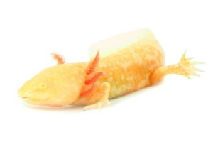 Ambystoma mexicanum (axolotl), gold, 10-12 cm